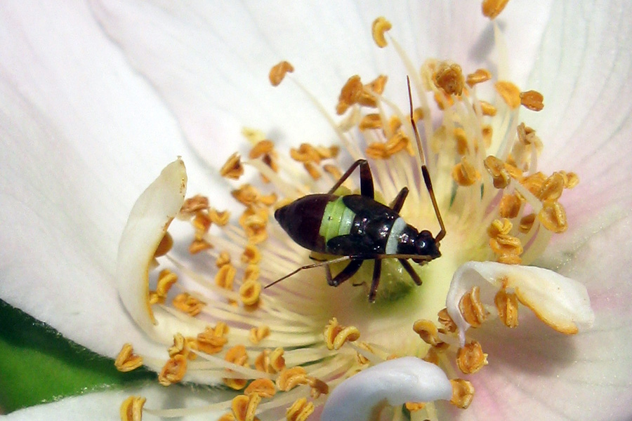 Piccolo enigma entomologico: Closterotomus biclavatus juv.